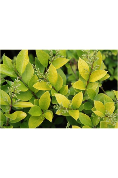 Описание Бирючины гибридной Викарий